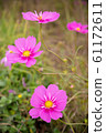 A cosmos flower that blooms pretty, half-octuple. / cosmos flower, half-octuple. 61172611