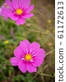 A cosmos flower that blooms pretty, half-octuple. / cosmos flower, half-octuple. 61172613