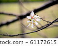 Cherry blossoms bloom in November. 61172615
