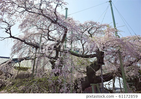 Weeping cherry tree 61172859