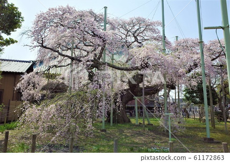 垂枝櫻花 垂枝櫻花 61172863