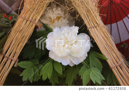 Ueno Toshogu Shrine Botanen's white winter botanical (2) 61172938
