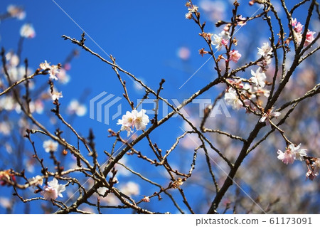 冬季盛開的櫻花 61173091