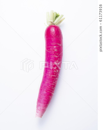Salad radish Salad radish 61173916