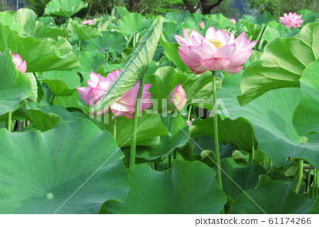 蓮花3 蓮花3 61174266