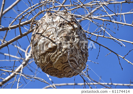 冬季蜂箱 冬季蜂箱 61174414