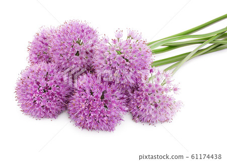 the flower of wild garlic isolated on white background. the flower of wild garlic isolated on white background. 61174438