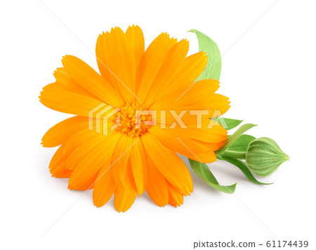 Calendula. Marigold flower with leaves isolated on white background Calendula. Marigold flower with leaves isolated on white background 61174439