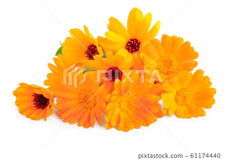 bouquet of orange Calendula flowers Isolated on white background . bouquet of orange Calendula flowers Isolated on white background . 61174440