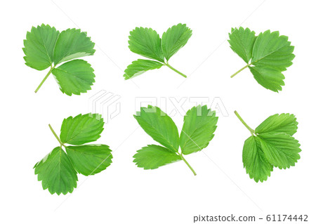 Strawberry leaves isolated on white background. Set or collection 61174442