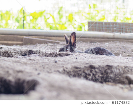 兔子兔子在兔子洞裡 兔子兔子在兔子洞裡 61174882