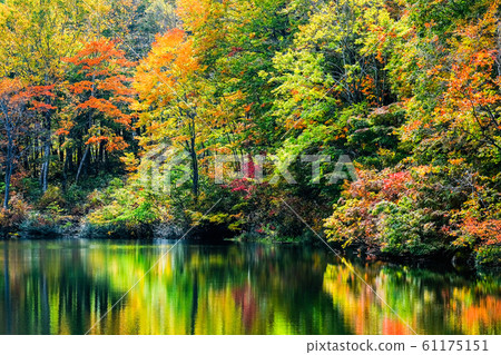 Autumn leaves at Myoko / Sennin Pond Autumn leaves at Myoko / Sennin Pond 61175151