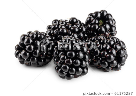 blackberry isolated on a white background closeup 61175287