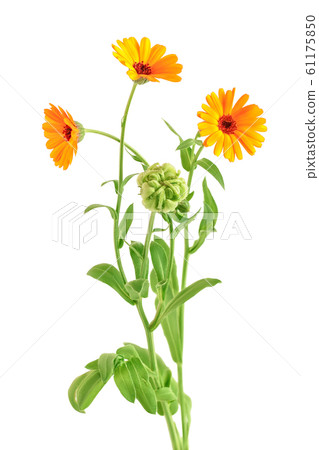 bouquet of orange Calendula flowers Isolated on white background . bouquet of orange Calendula flowers Isolated on white background . 61175850