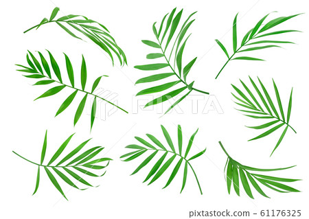 Green leaves of palm tree isolated on white background with clipping path 61176325