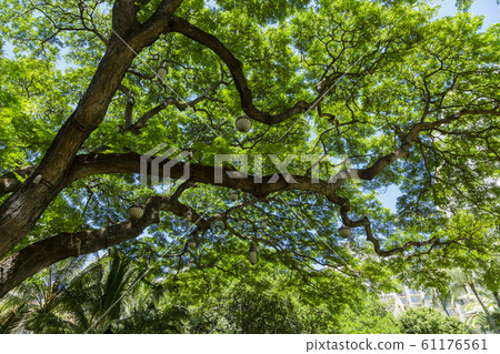 Royal Hawaiian Hotel 61176561