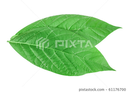 fresh avocado leaves isolated on white background 61176700