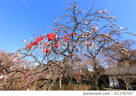 源培垂枝桃 源培垂枝桃 61176787
