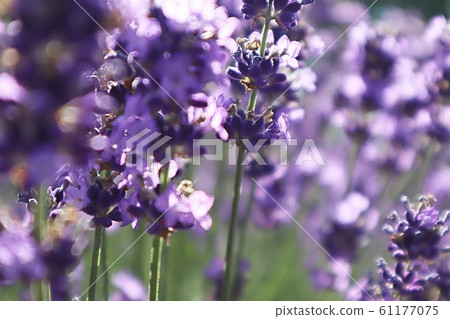 Lavender field Lavender field 61177075