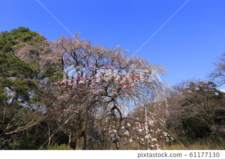 垂枝櫻花和金培垂枝桃 垂枝櫻花和金培垂枝桃 61177130