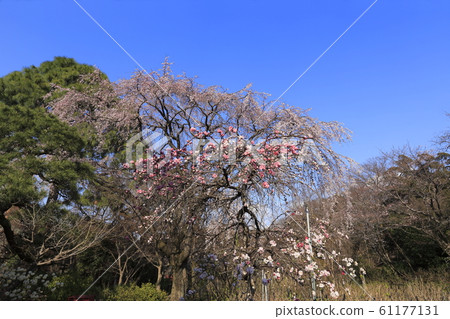 垂枝櫻花和金培垂枝桃 垂枝櫻花和金培垂枝桃 61177131