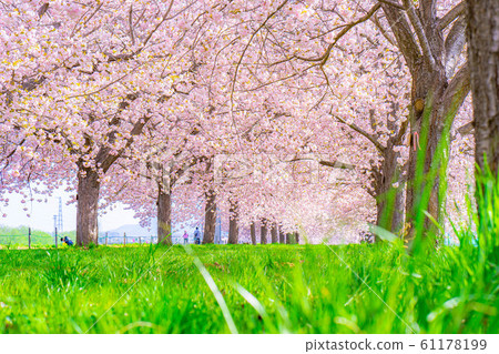 Chikuma River Sakuratsutsumi Yaezakura Cherry Trees [Nagano Prefecture] 61178199