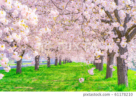 Chikuma River Sakuratsutsumi Yaezakura Cherry Trees [Nagano Prefecture] 61178210