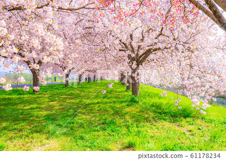 Chikuma River Sakuratsutsumi Yaezakura Cherry Trees [Nagano Prefecture] 61178234