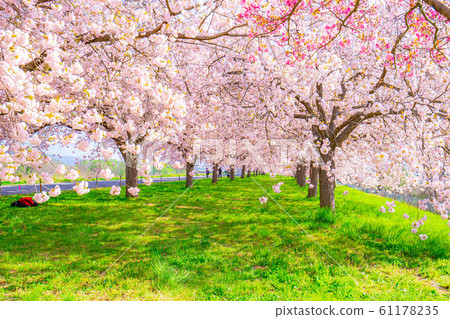 Chikuma River Sakuratsutsumi Yaezakura Cherry Trees [Nagano Prefecture] 61178235