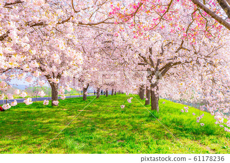 Chikuma River Sakuratsutsumi Yaezakura Cherry Trees [Nagano Prefecture] 61178236