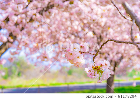 Chikuma River Sakuratsutsumi Yaezakura Cherry Trees [Nagano Prefecture] 61178294