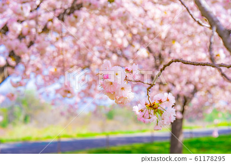 Chikuma River Sakuratsutsumi Yaezakura Cherry Trees [Nagano Prefecture] 61178295