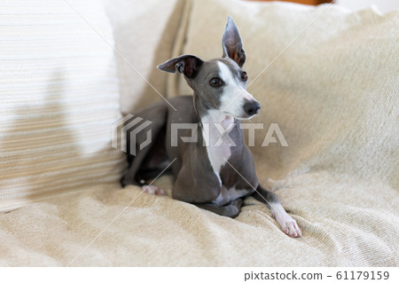 Can Greyhounds Sit