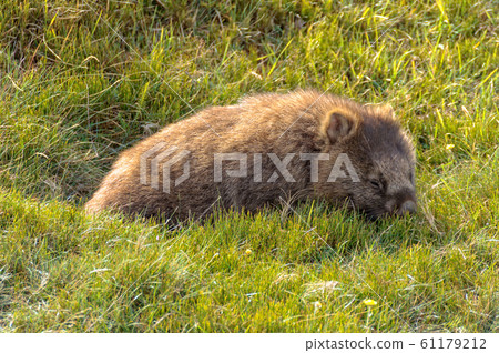 Common wombat - Cradle Mountain Common wombat - Cradle Mountain 61179212
