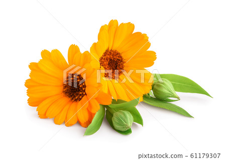 Calendula. Marigold flower with leaves isolated on white background Calendula. Marigold flower with leaves isolated on white background 61179307