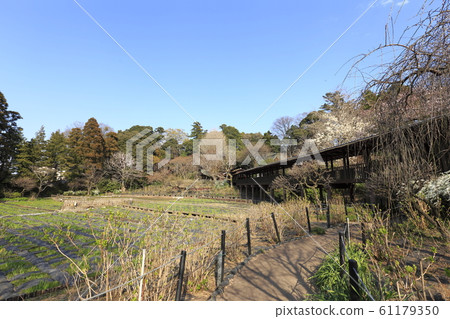 Mainsoji Temple Matsudo City, Chiba Prefecture 61179350