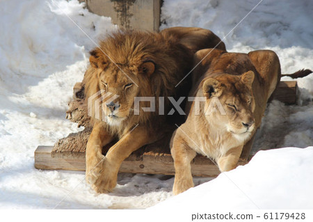 [Hokkaido Asahiyama Zoo] Snow and two lions 61179428