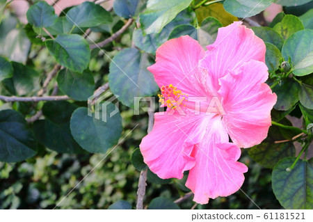 Tribal flowers Hibiscus Tribal flowers Hibiscus 61181521