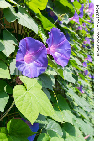 紫色牽牛花 紫色牽牛花 61183454