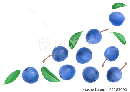 Blackthorn or Sloe berries with leaves isolated on white background with copy space for your text. Top view. Flat lay 61183690