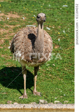 Darwin's rhea, Rhea pennata also known as the lesser rhea. 61184032