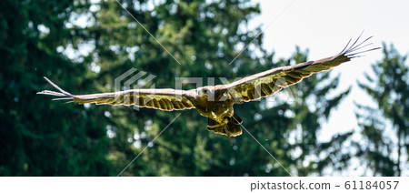 Harris's hawk, Parabuteo unicinctus, bay-winged hawk or dusky hawk 61184057