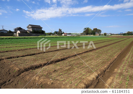 Autumn spinach field landscape Autumn spinach field landscape 61184351