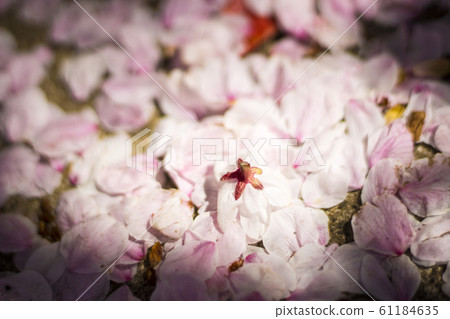 Sakura Spring image Many cherry blossom petals that have fallen to the ground 61184635