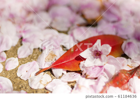 Sakura Spring image Many cherry blossom petals and leaves that have fallen to the ground Sakura Spring image Many cherry blossom petals and leaves that have fallen to the ground 61184636