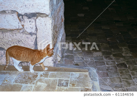 Adorable spotted cat walking on street Adorable spotted cat walking on street 61184656