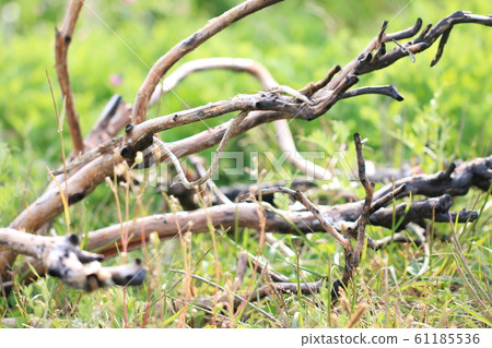 Driftwood of sandy beach Driftwood of sandy beach 61185536