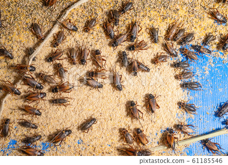 crickets in industrial farm crickets in industrial farm 61185546