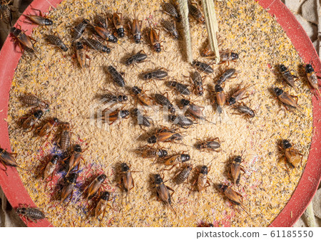 crickets in industrial farm crickets in industrial farm 61185550