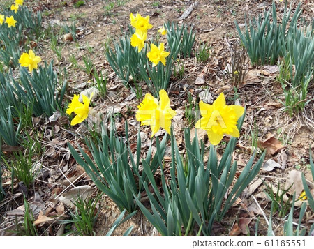 水仙花喇叭水仙花/百合借/水仙假 61185551